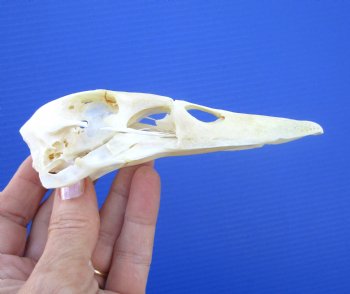 Genuine Duck Skull (5-1/8"x1-3/8") - Buy this one for $39.99