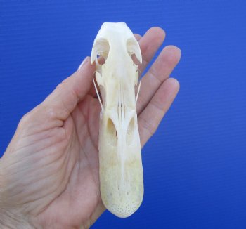 Genuine Duck Skull (5-1/8"x1-3/8") - Buy this one for $39.99