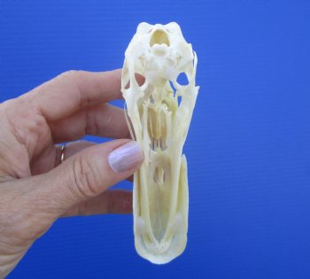 Genuine Duck Skull (5-1/8"x1-3/8") - Buy this one for $39.99