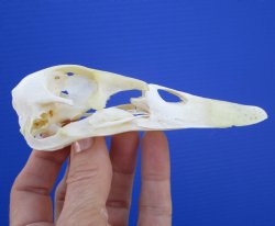 Genuine Duck Skull (4-3/4"x1-1/4") - Buy this one for $39.99