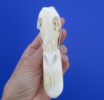 Genuine Duck Skull (4-3/4"x1-1/4") - Buy this one for $39.99