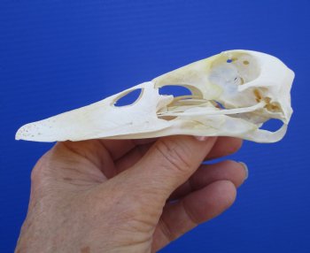 Genuine Duck Skull (4-3/4"x1-1/4") - Buy this one for $39.99
