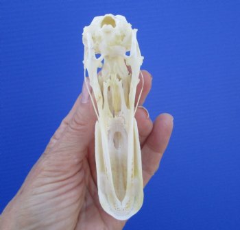 Genuine Duck Skull (4-3/4"x1-1/4") - Buy this one for $39.99