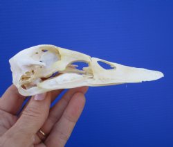 Genuine Duck Skull (5-1/4"x1-3/8") - Buy this one for $39.99