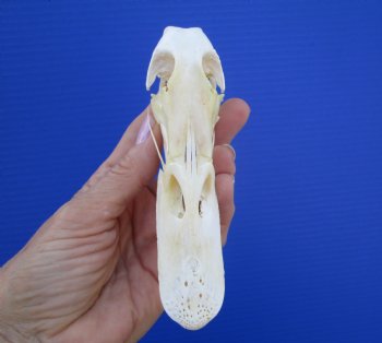 Genuine Duck Skull (5-1/4"x1-3/8") - Buy this one for $39.99