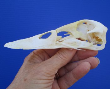 Genuine Duck Skull (5-1/4"x1-3/8") - Buy this one for $39.99