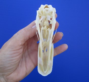 Genuine Duck Skull (5-1/4"x1-3/8") - Buy this one for $39.99
