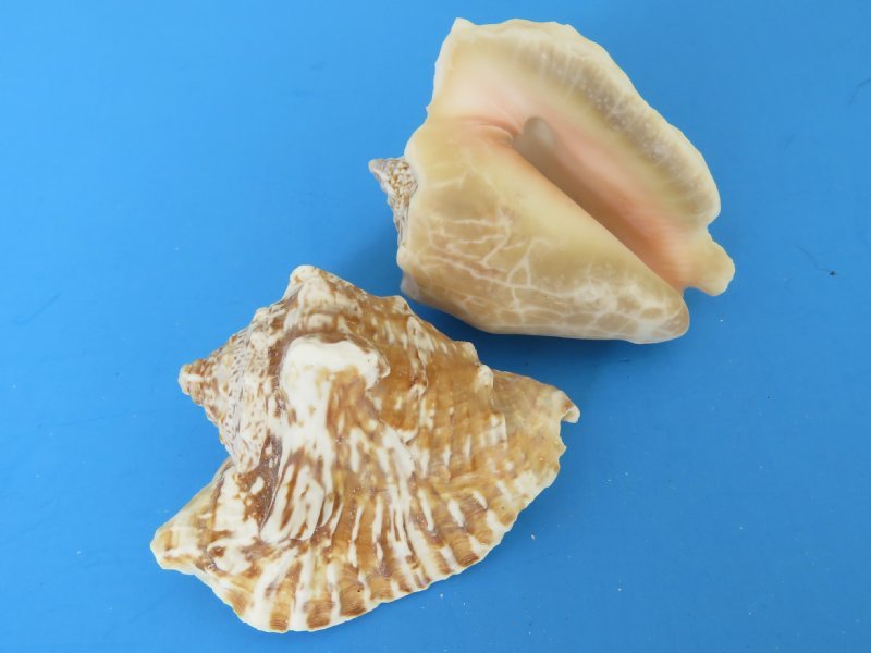 Bulk Hawkwing Conch Shells 2 inches to 3 inches 9.75 to 3.5 pounds