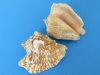 Small Hawk-wing Conch Shells in Bulk 2 inches to 3 inches - Priced 1 gallon (3.5 pounds) @ $18.99 a bag; 3 bags @ $15.20 a bag