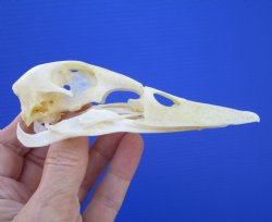 Real Duck Skull (5"x1-3/8") - Buy this one for $39.99