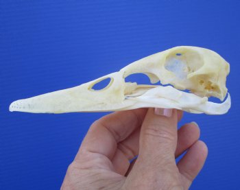 Real Duck Skull (5"x1-3/8") - Buy this one for $39.99