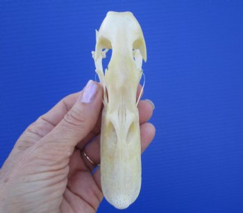 Real Duck Skull (5"x1-3/8") - Buy this one for $39.99