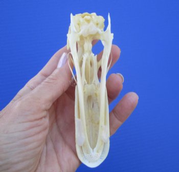 Real Duck Skull (5"x1-3/8") - Buy this one for $39.99