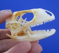 1-7/8 inches Real Iguana Skull for Sale, Beetle Cleaned <Font color=red> SALE $39.99 </FONT> 