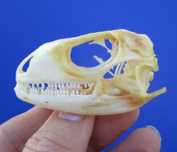 1-7/8 inches Real Iguana Skull for Sale, Beetle Cleaned <Font color=red> SALE $39.99 </FONT> 