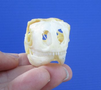 1-7/8 inches Real Iguana Skull for Sale, Beetle Cleaned <Font color=red> SALE $39.99 </FONT> 