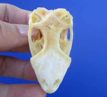 1-7/8 inches Real Iguana Skull for Sale, Beetle Cleaned <Font color=red> SALE $39.99 </FONT> 
