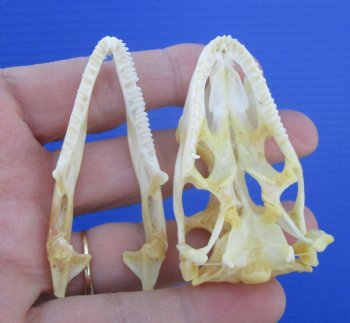 1-7/8 inches Real Iguana Skull for Sale, Beetle Cleaned <Font color=red> SALE $39.99 </FONT> 