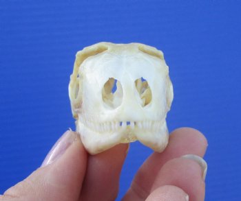 2-1/2 inches Real Iguana Skull for Sale, Beetle Cleaned <Font color=red> SALE $39.99 </FONT> 