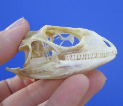 2-1/2 inches Real Iguana Skull for Sale, Beetle Cleaned <Font color=red> SALE $39.99 </FONT> 