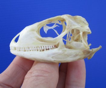 2-1/2 inches Real Iguana Skull for Sale, Beetle Cleaned <Font color=red> SALE $39.99 </FONT> 