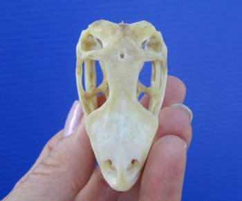 2-1/2 inches Real Iguana Skull for Sale, Beetle Cleaned <Font color=red> SALE $39.99 </FONT> 