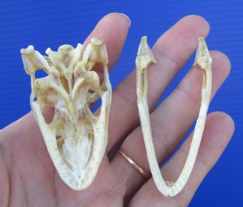 2-1/2 inches Real Iguana Skull for Sale, Beetle Cleaned <Font color=red> SALE $39.99 </FONT> 