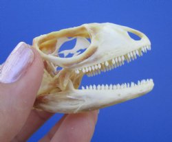 2-1/4 inches Real Iguana Skull for Sale, Beetle Cleaned <Font color=red> SALE $39.99 </FONT> 