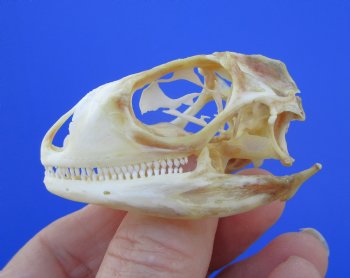 2-1/4 inches Real Iguana Skull for Sale, Beetle Cleaned <Font color=red> SALE $39.99 </FONT> 