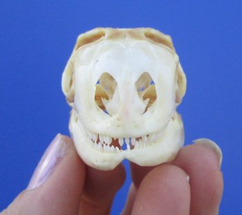 2-1/4 inches Real Iguana Skull for Sale, Beetle Cleaned <Font color=red> SALE $39.99 </FONT> 