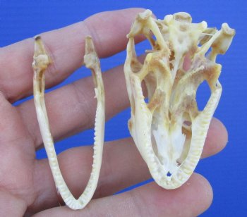 2-1/4 inches Real Iguana Skull for Sale, Beetle Cleaned <Font color=red> SALE $39.99 </FONT> 