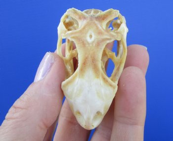 2-1/4 inches Real Iguana Skull for Sale, Beetle Cleaned <Font color=red> SALE $39.99 </FONT> 