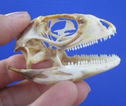 2-3/8 inches Real Iguana Skull for Sale, Beetle Cleaned <Font color=red> SALE $39.99 </FONT> 