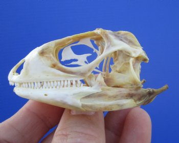 2-3/8 inches Real Iguana Skull for Sale, Beetle Cleaned <Font color=red> SALE $39.99 </FONT> 