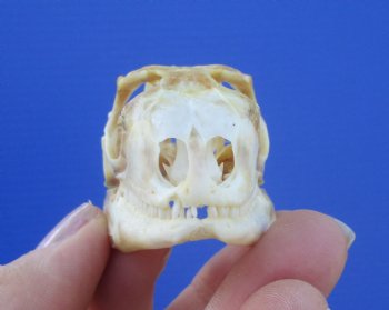 2-3/8 inches Real Iguana Skull for Sale, Beetle Cleaned <Font color=red> SALE $39.99 </FONT> 