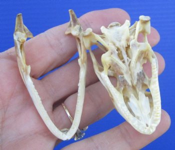 2-3/8 inches Real Iguana Skull for Sale, Beetle Cleaned <Font color=red> SALE $39.99 </FONT> 