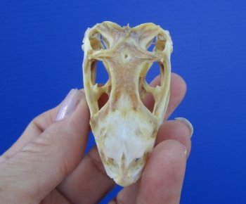2-3/8 inches Real Iguana Skull for Sale, Beetle Cleaned <Font color=red> SALE $39.99 </FONT> 