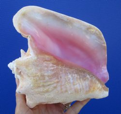 Queen Conch Shell, ...