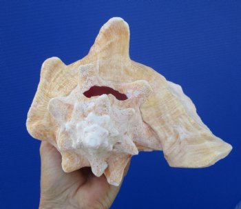 Queen Conch Shell, Pink Conch (6.75"x7"") for $16.99
