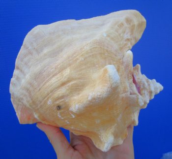 Queen Conch Shell, Pink Conch (6.75"x7"") for $16.99