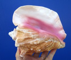 Queen Conch Shell, ...