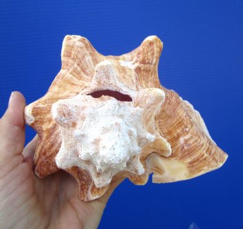 Queen Conch Shell, Pink Conch (7.25"X6") for $16.99