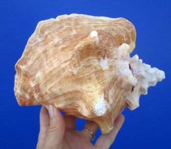 Queen Conch Shell, Pink Conch (7.25"X6") for $16.99