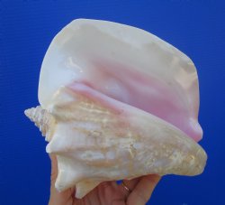 Queen Conch Shell, ...