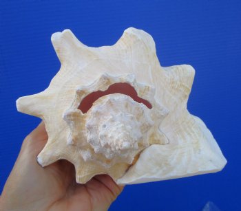 Queen Conch Shell, Pink Conch (7.25"X6.25") for $16.99