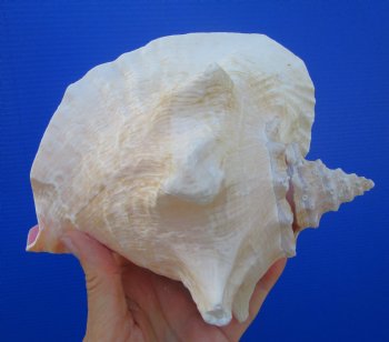 Queen Conch Shell, Pink Conch (7.25"X6.25") for $16.99