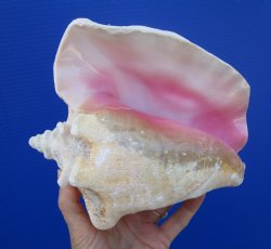 Queen Conch Shell, ...
