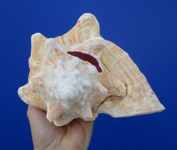 Queen Conch Shell, Pink Conch (7-7/8"x6-1/2") for $16.99
