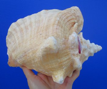 Queen Conch Shell, Pink Conch (7-7/8"x6-1/2") for $16.99