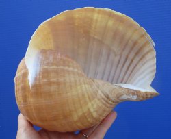 Large Tonna Galea Shell, 7-1/2 by 6-1/2 inches (split at edge) - Buy this for $12.99